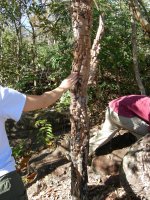 tree recovering from fire