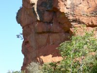 You can see where the bird roosts.