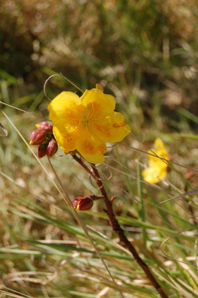 a nice close-up of the flowers (2)