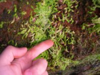 weird little fern-like growths on the rocks