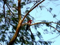 Macaws in the trees outside the Bistro da Mata