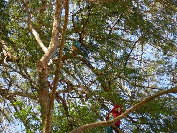 Macaws in the trees outside the Bistro da Mata (2)