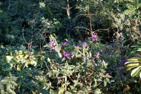 pretty purple flowers at the Bistro da Mata
