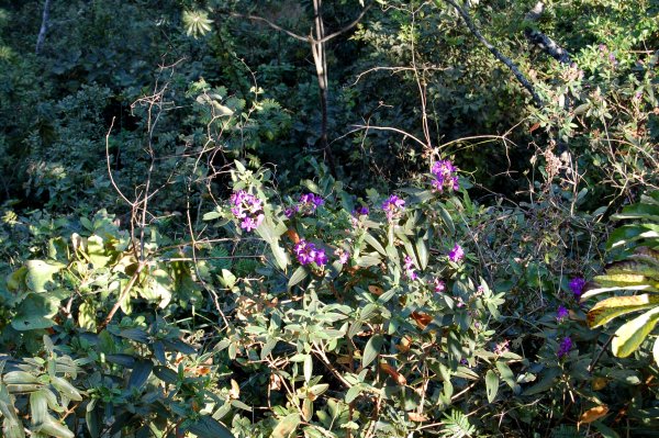 pretty purple flowers at the Bistro da Mata