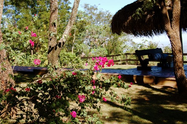 more pretty flowers at the Bistro da Mata