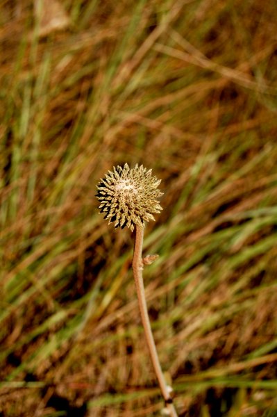 little spikey ball plant
