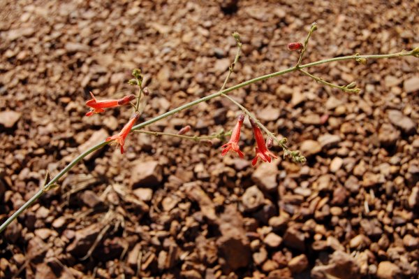 thin red bell-shaped flowers