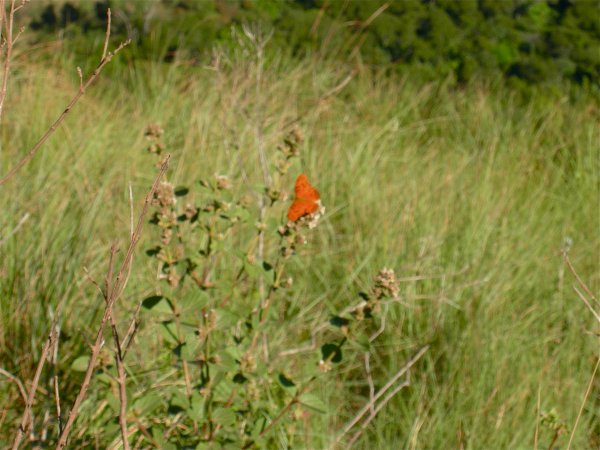 a pretty orange butterfly