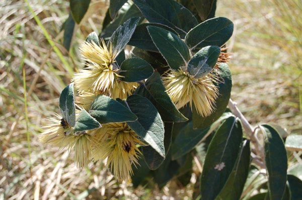 spikey puff-ball plant