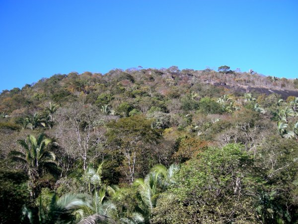 Babassu palms and cerrado trees, which are resistant to fire