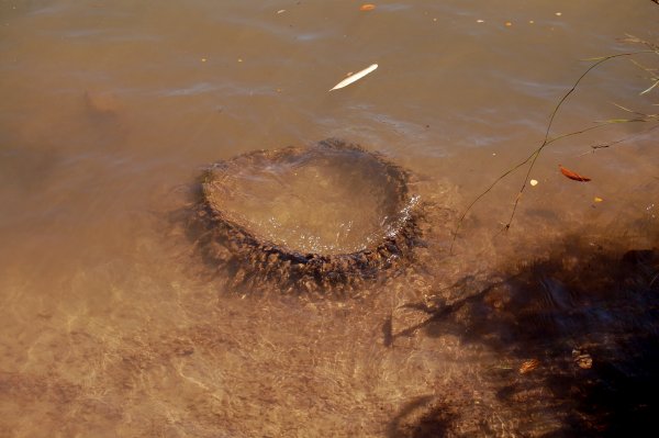 A tire in the water?