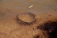 A tire in the water?