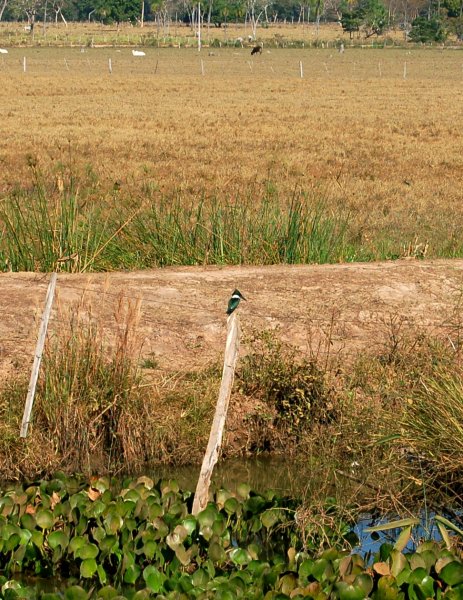 Amazon kingfisher