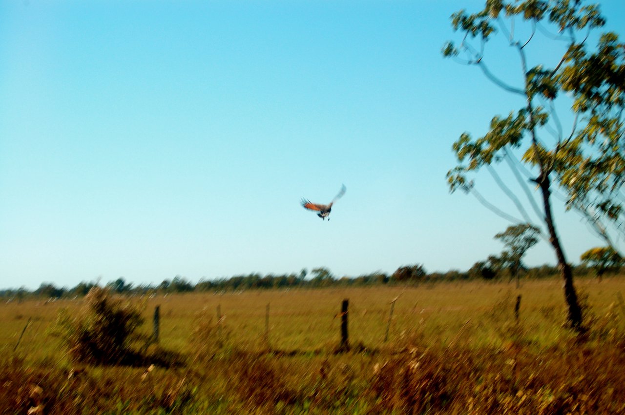 hawk in flight
