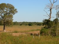 Pantanal landscape
