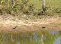 Southern lapwings (Vanellus chilensis) at the edge of a small watering hole