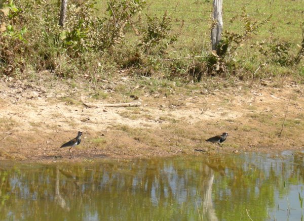 Southern lapwings (Vanellus chilensis) at the edge of a small watering hole