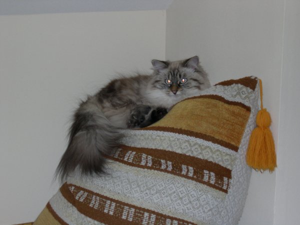 022. Molly on a Pillow (Still)