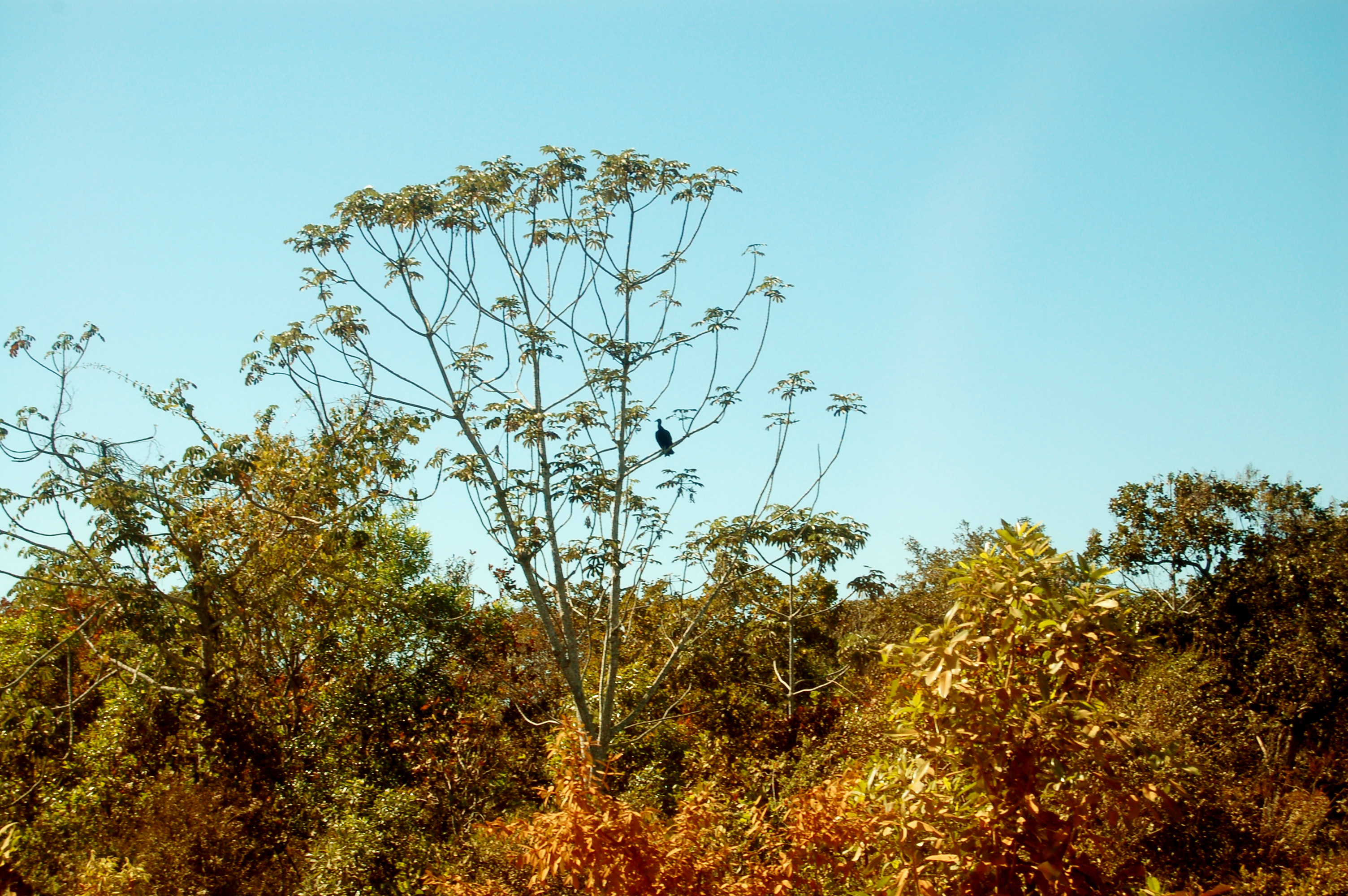 black buzzard in a tree