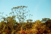 black buzzard in a tree