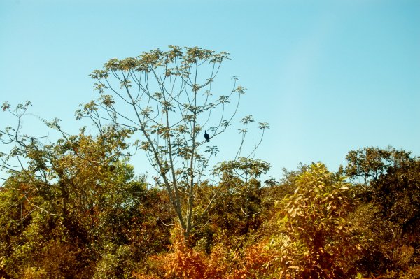 black buzzard in a tree