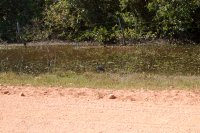 bare-faced ibis