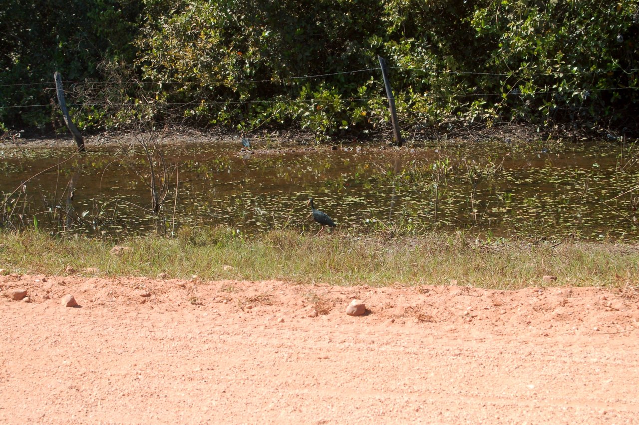 bare-faced ibis