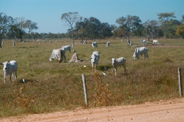 cattle with egrets