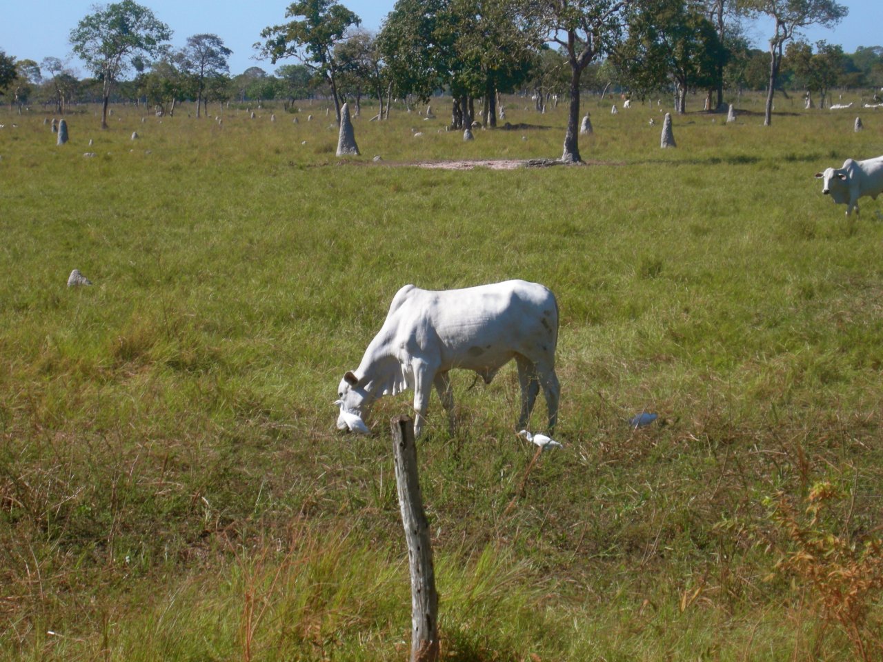 cattle, with cattle egrets