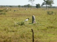 Jabiru (Jabiru mycteria)