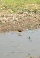 Wattled Jacana (Jacana jacana)