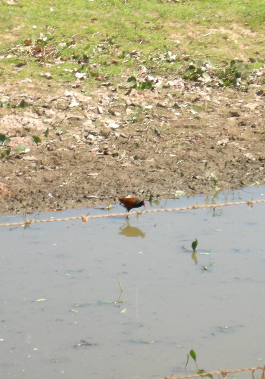 Wattled Jacana (Jacana jacana)