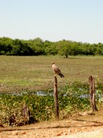 Savannah Hawk