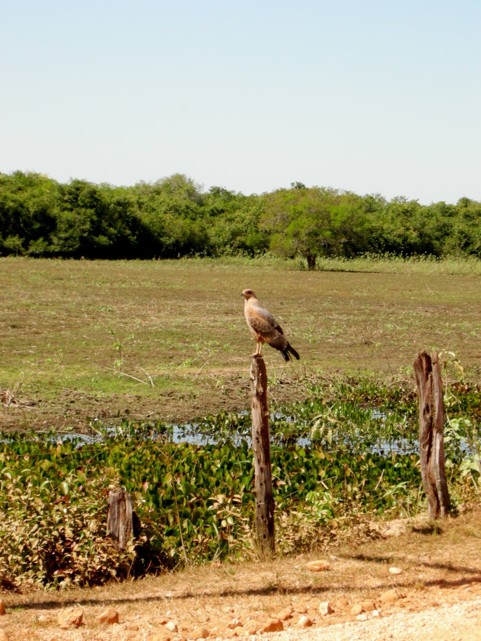 Savannah Hawk