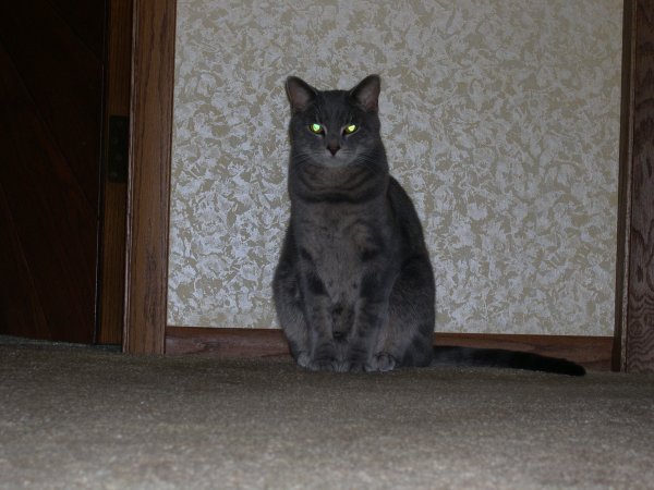 024. Darby in the Hall (Zoomed)