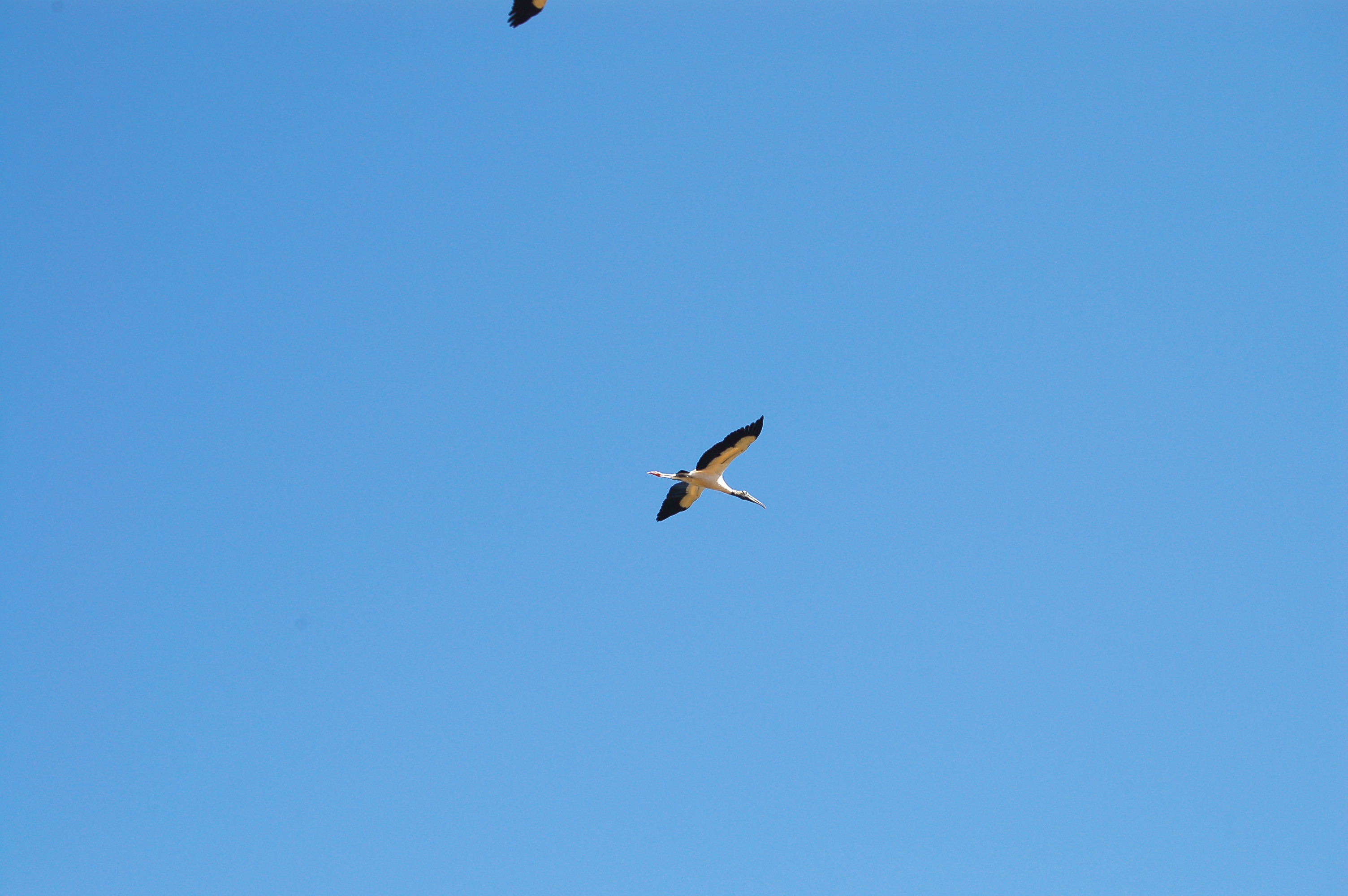 American wood stork