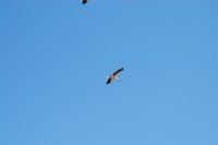 American wood stork