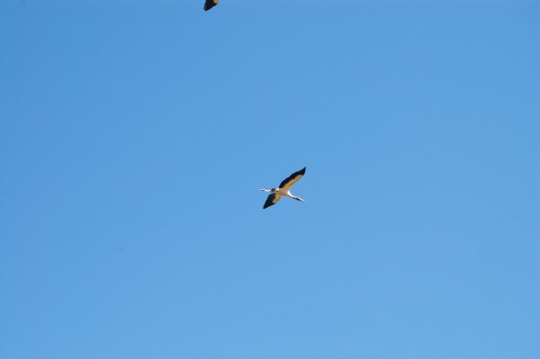 American wood stork