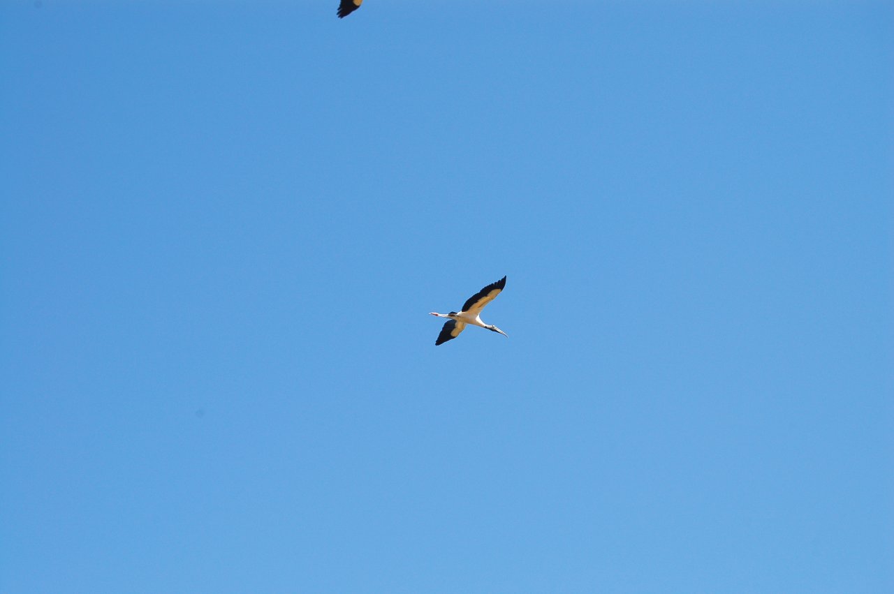 American wood stork