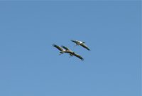 American wood storks in flight