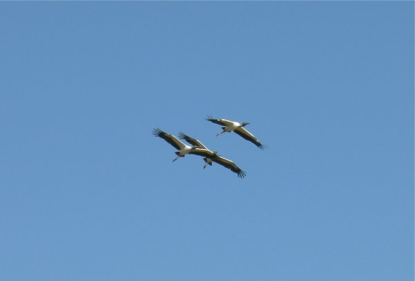American wood storks in flight