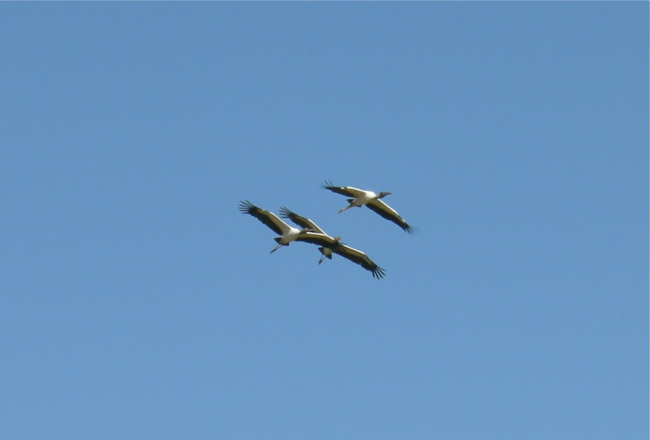 American wood storks in flight