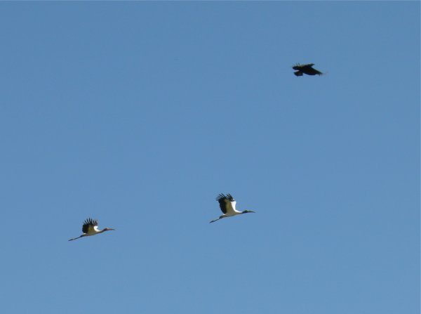 American wood storks (2)