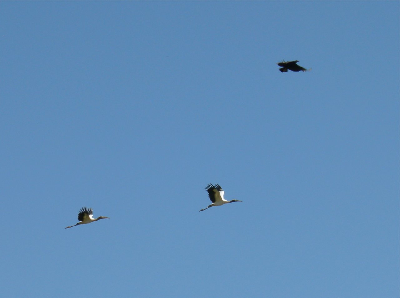 American wood storks (2)