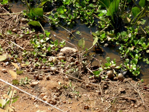 snail shells by the side of a pond