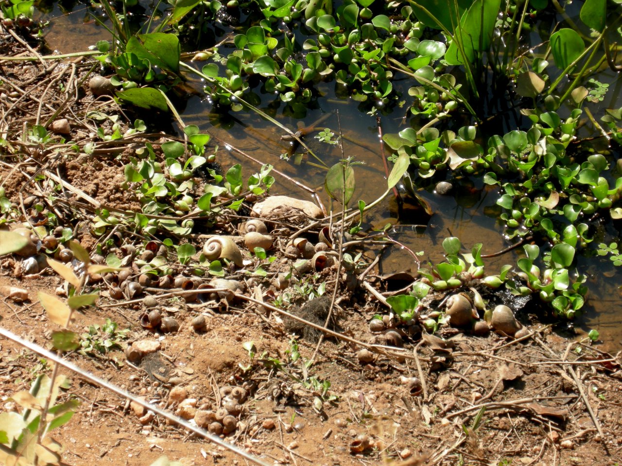 snail shells by the side of a pond