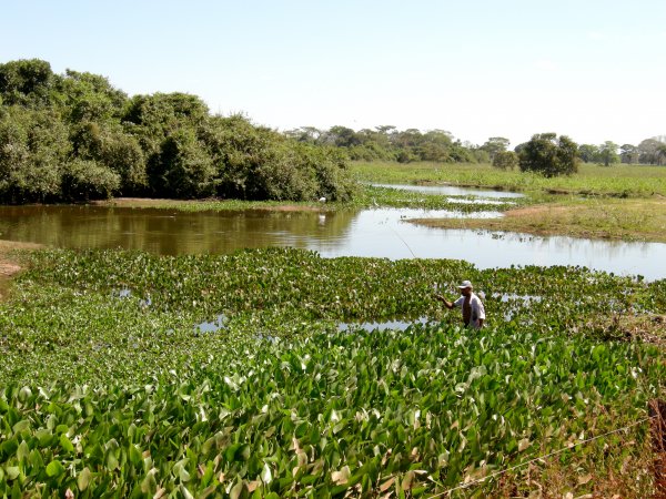 a local fishing for piranha in the wetlands