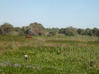 the place is filled with birds and other wildlife