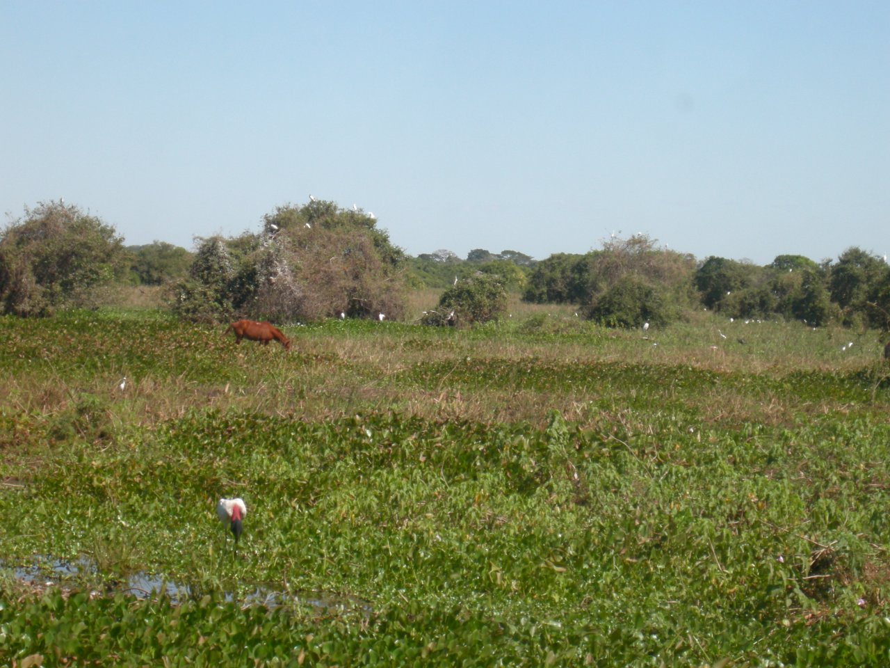 the place is filled with birds and other wildlife