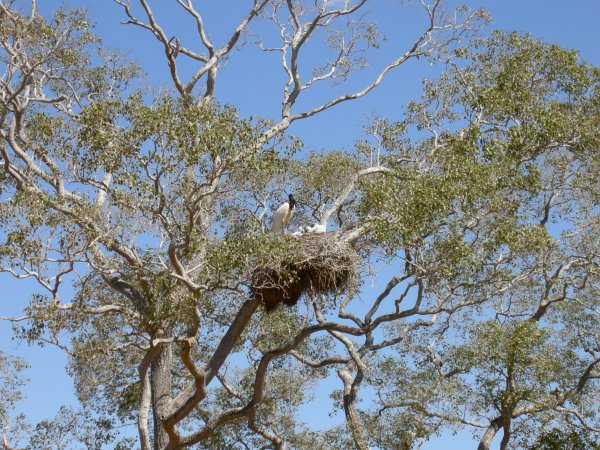 Jaiburu nest with chicks